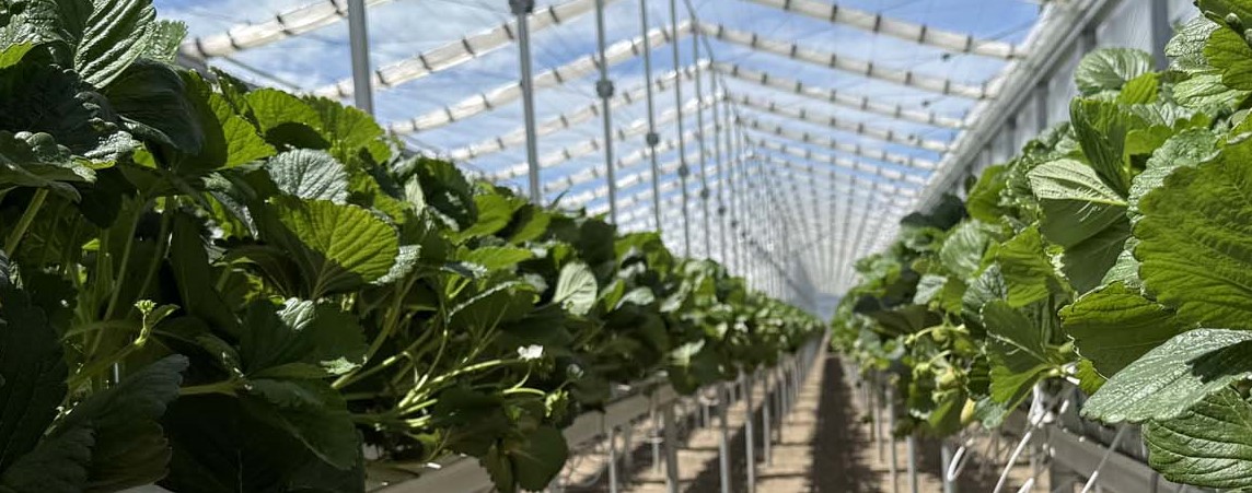 Strawberry Greenhouse Growing System for Connings, NZ